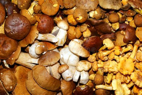 Edible fungi. stock photo. Image of crops, brown, clustered - 15815812