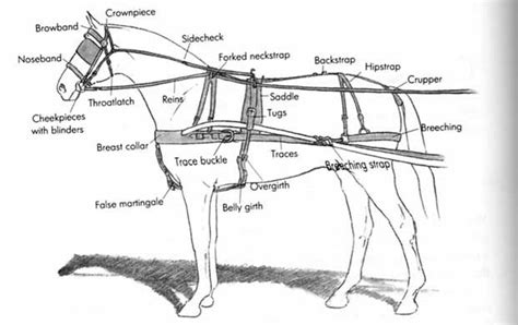 Horse Team Harness Diagram