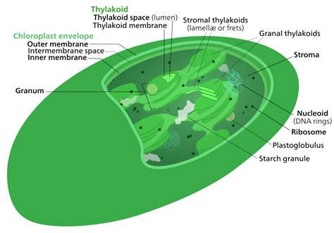 Difference Between Chloroplast and Mitochondria | Structure, Function, Comparison