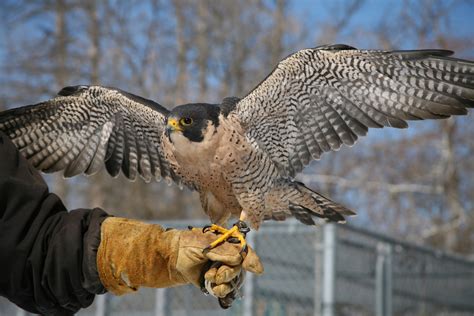 Peregrine Falcon — Wildlife Science Center