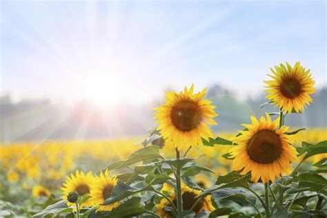 The Effect of Sunlight on Animals & Plants | Sciencing