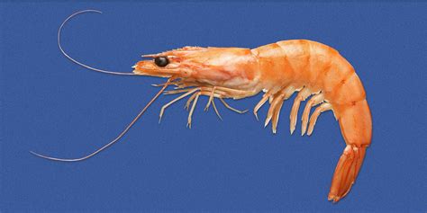 The 'Where My Shrimps' Weird Facebook Saga is Far From Over