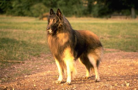 Belgian Tervuren - All Big Dog Breeds