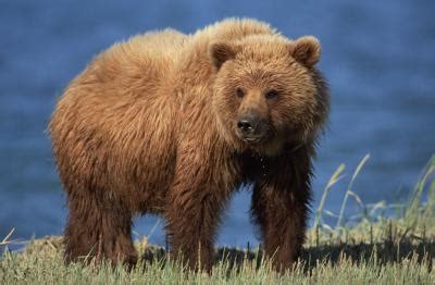 What Adaptations Make a Grizzly Bear Unique? | Animals - mom.me