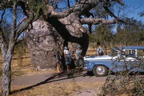 The Boab Prison Trees of Australia | Amusing Planet