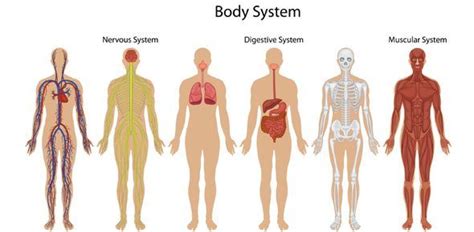 Human Body Systems Interactions | 75 plays | Quizizz