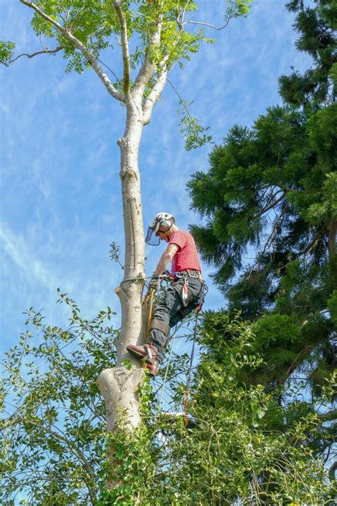 Arborist Checking His Ropes Up a Tree Stock Photo - Image of arboriculture, chainsaw: 153664944