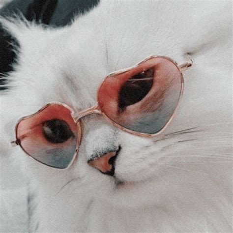 a white cat wearing pink heart shaped sunglasses