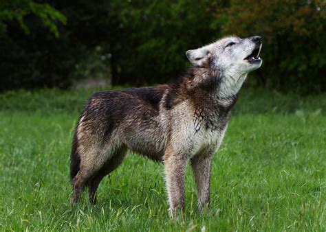 Mai | This is Mai, one of the canadian wolf pack at the UK W… | Flickr