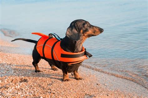 Ruffwear Dog Life Jacket Review - Real Kayak