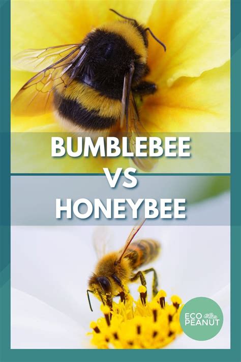 Bumblebee Vs Honeybee: How To Tell The Difference?