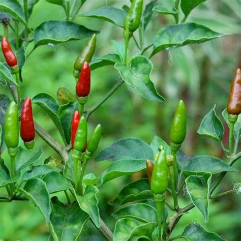 Birds Pepper Birds Eye Chili Seeds Thai Hot Pepper 30 Seeds | Etsy