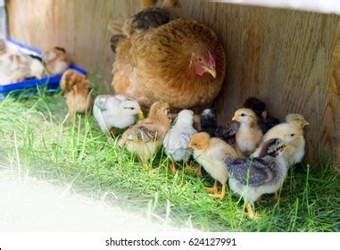 Chicken Little Chickens Stock Photo (Edit Now) 624127991