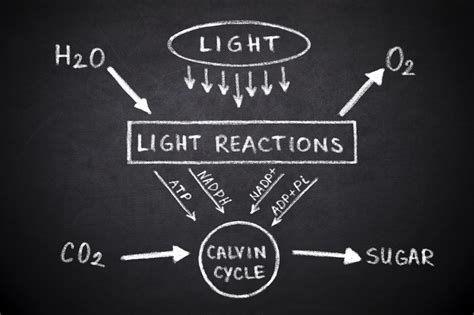 Photosynthesis Explained with a Diagram - Biology Wise