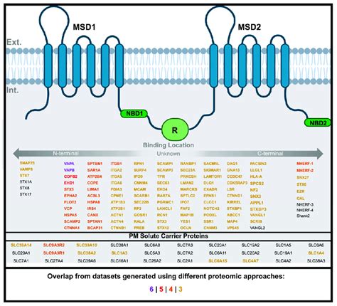 WT-CFTR Surfaceome. Depiction of CFTR protein structure consisting of ...