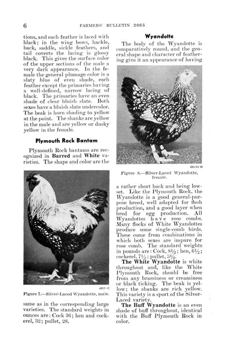Breeds of chickens for meat and egg production. - Page 6 - UNT Digital Library