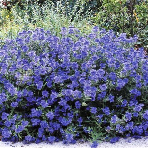 First Editions® Sapphire Surf™ Bluebeard | Plants, Flowering shrubs, Garden shrubs