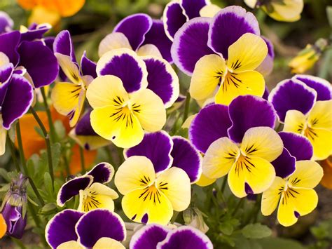 Viola | Description, Plant, Flower, & Facts | Britannica