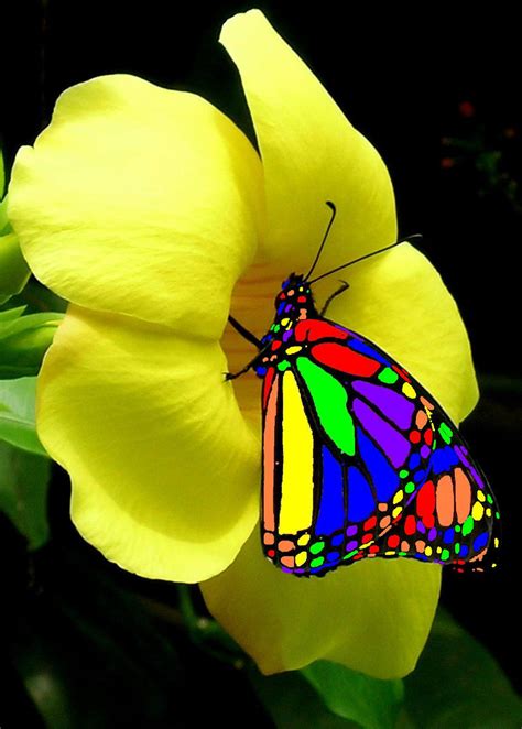 rainbow butterfly by Madappy on DeviantArt