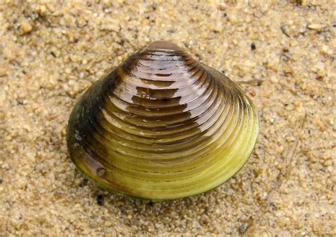 FreshWater Clams: Characterisctics, reproduction, behavior and more