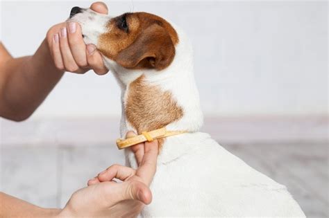 5 best tick collars for dogs in 2022 - DogsPlanet.com