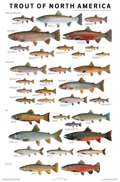 Trout of North America. | Fish chart, Trout, Fly fishing