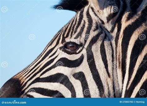 Close up of zebra head stock image. Image of close, head - 27083783