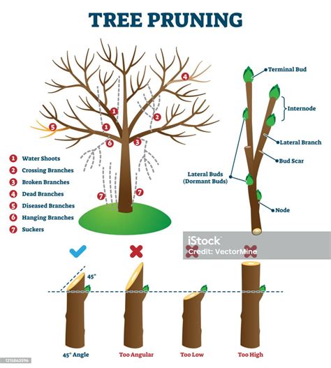 Tree Pruning Vector Illustration Labeled Educational Plant Shaping ...