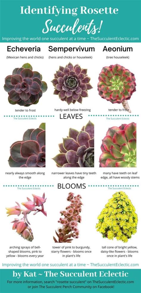 Rosette Succulent Types ~ Identification & [Infographic] | The ...