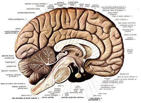 brain human gross anatomy