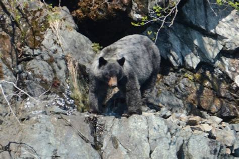 This Park In Alaska Is The Best Place To See The Rare Blue Bear