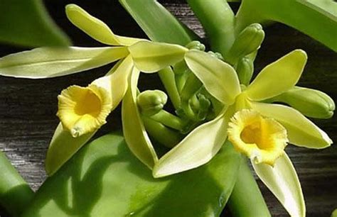 How to grow and care for vanilla bean orchid - RayaGarden