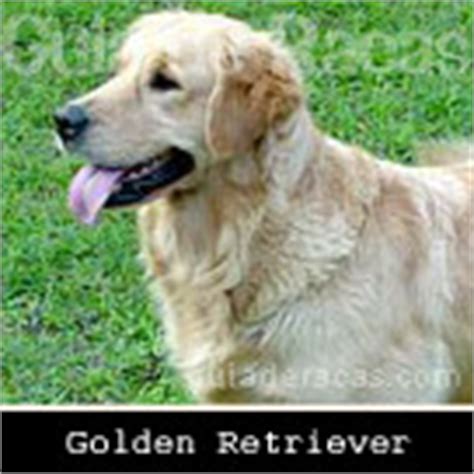 Golden Retriever - Guia de Raças