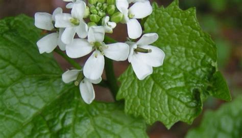 Nature Notes: garlic mustard – an edible and delicious invasive plant | Philadelphia Parks ...