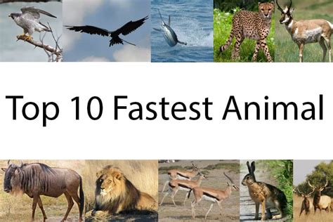 10 Fastest Animals On Earth - Fastest Animals In The World