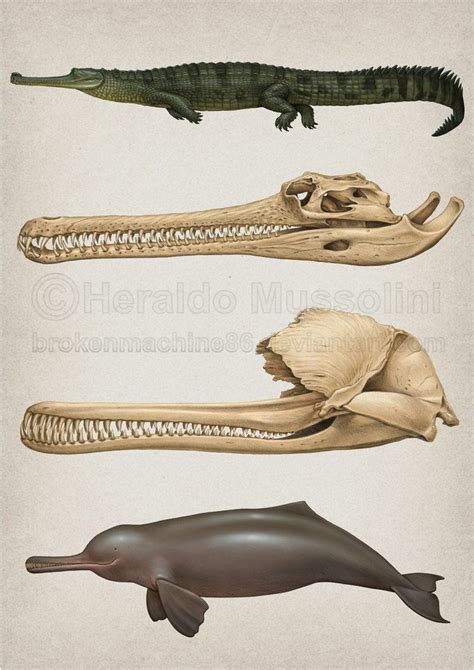 Convergent evolution by BrokenMachine86 | Prehistoric animals, Animal ...