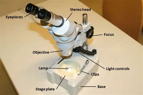 Stereoscopic microscope uses | scienceforyou