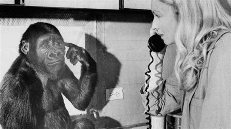 Koko the gorilla dies: 'She taught me so much,' trainer says - Good ...