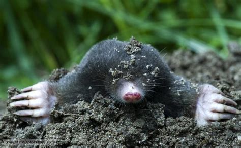 Mole | Animal Wildlife