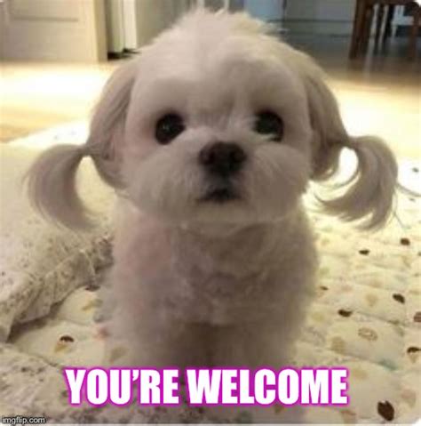 Youre Welcome Meme Dog