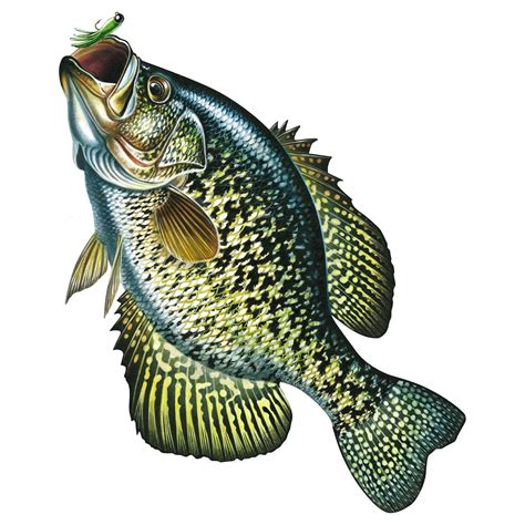 River's Edge Car Magnet Crappie | Crappie, Crappie fishing, Fish art