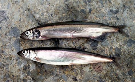 Ocean Warming Blamed For Lack Of Iceland’s Capelin – Analysis – Eurasia Review