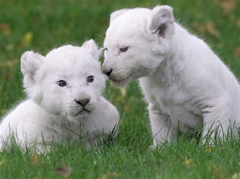 Two cute white lion cubs on the grass