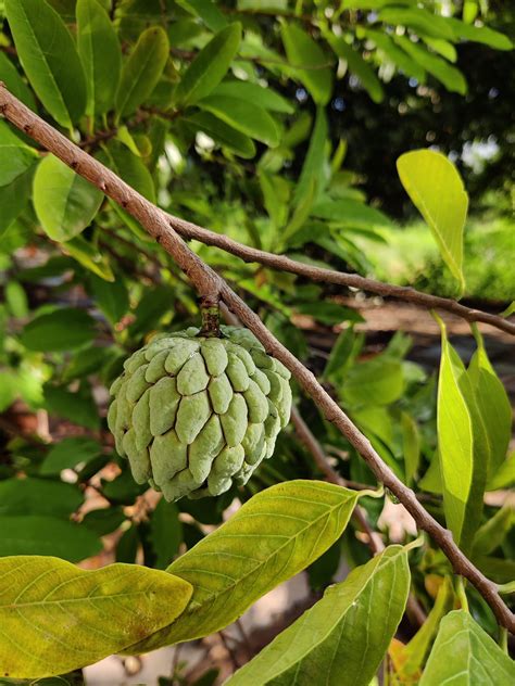 Custard apple tree - PixaHive