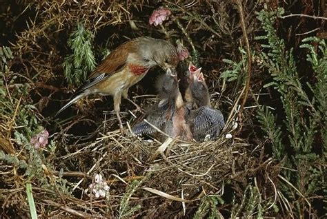 Linnet At nest feeding young #1303919 Framed Prints, Wall Art