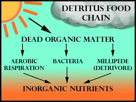 Detritus food chain begins with:(a) Bacteria (b) Viruses(c) Algae(d) Protozoa