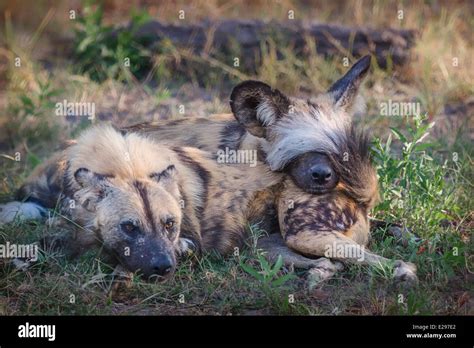 Dog hiding face hi-res stock photography and images - Alamy