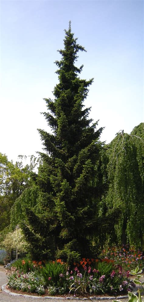 10 best images about Picea Omorika on Pinterest | Trees, Ontario and Branches