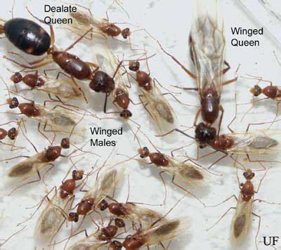 Tips on Controlling Ants | Gardening in the Panhandle