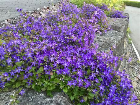 Campanula (Bellflower) – A to Z Flowers